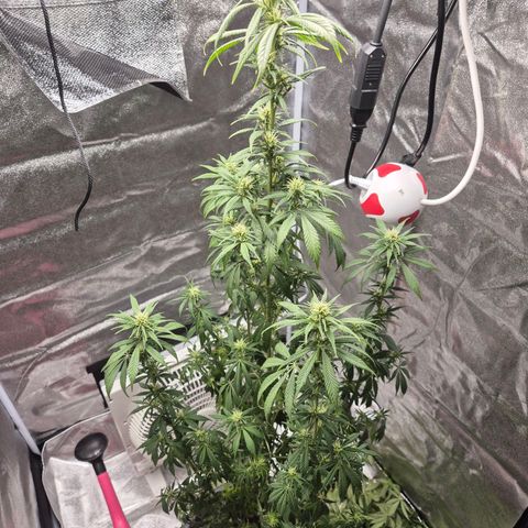  Kuhli - BCN Critical XXL growlog timeline photo