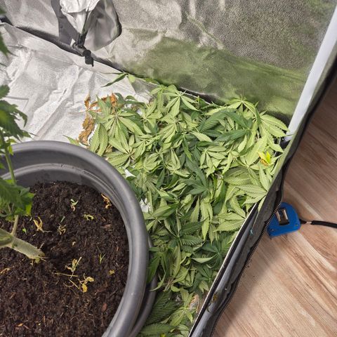 Kuhli - BCN Critical XXL growlog timeline photo