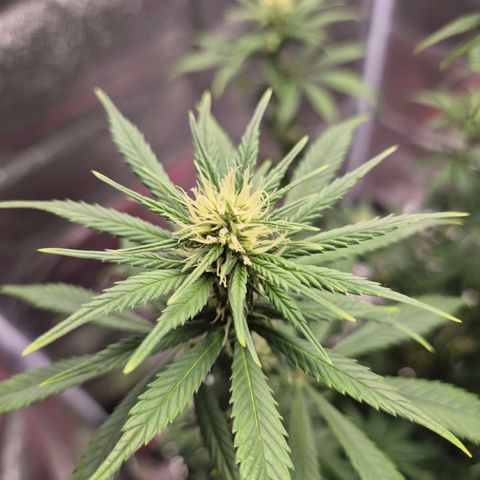  Kuhli - BCN Critical XXL growlog timeline photo