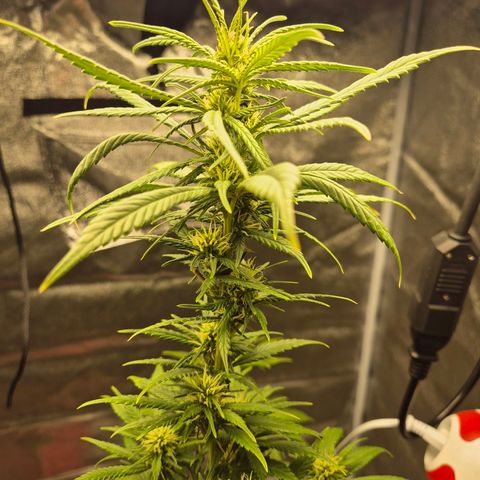  Kuhli - BCN Critical XXL growlog timeline photo