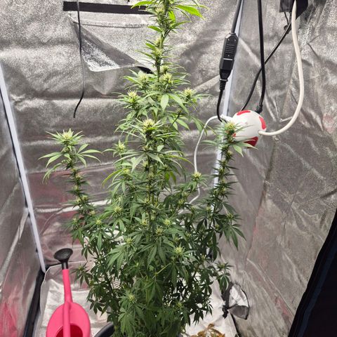  Kuhli - BCN Critical XXL growlog timeline photo