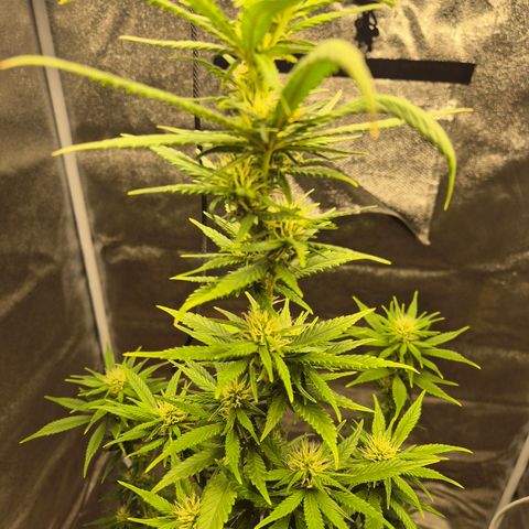  Kuhli - BCN Critical XXL growlog timeline photo