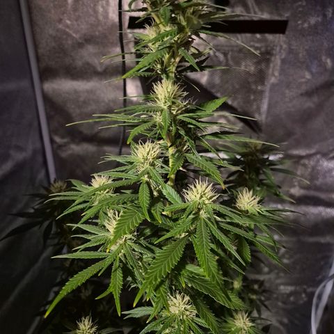  Kuhli - BCN Critical XXL growlog timeline photo