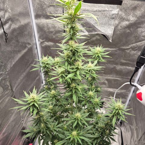  Kuhli - BCN Critical XXL growlog timeline photo