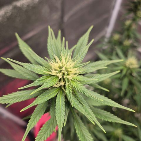  Kuhli - BCN Critical XXL growlog timeline photo