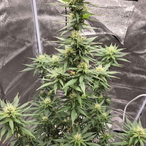  Kuhli - BCN Critical XXL growlog timeline photo