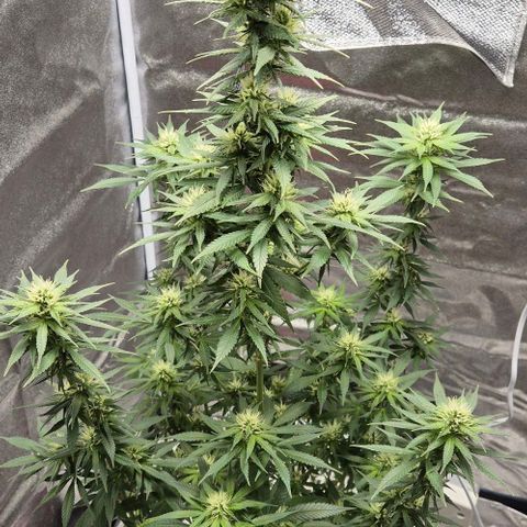  Kuhli - BCN Critical XXL growlog timeline photo