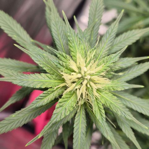  Kuhli - BCN Critical XXL growlog timeline photo