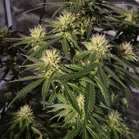  Kuhli - BCN Critical XXL growlog timeline photo