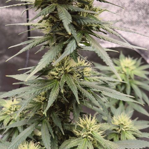  Kuhli - BCN Critical XXL growlog timeline photo
