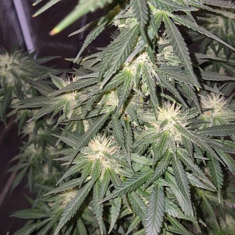  Kuhli - BCN Critical XXL growlog timeline photo
