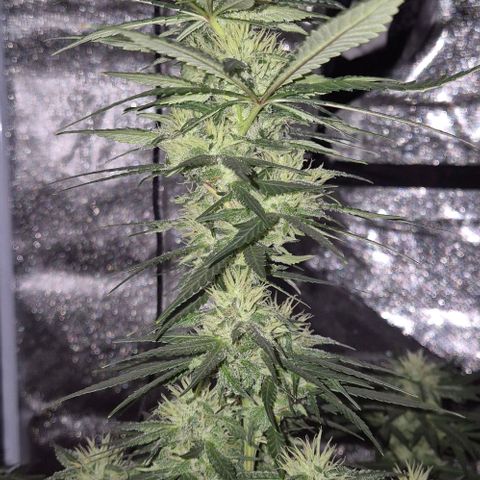  Kuhli - BCN Critical XXL growlog timeline photo