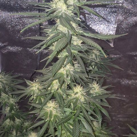  Kuhli - BCN Critical XXL growlog timeline photo