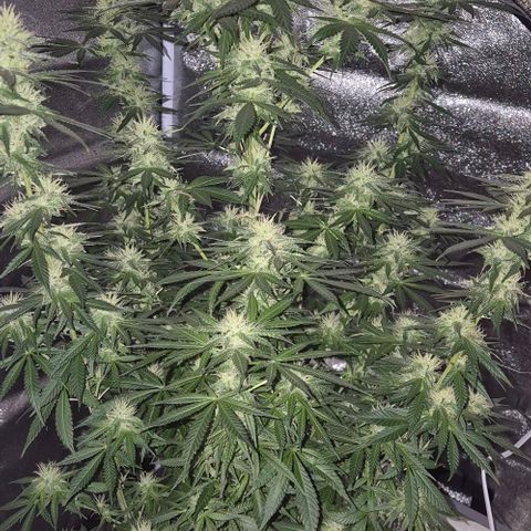  Kuhli - BCN Critical XXL growlog timeline photo