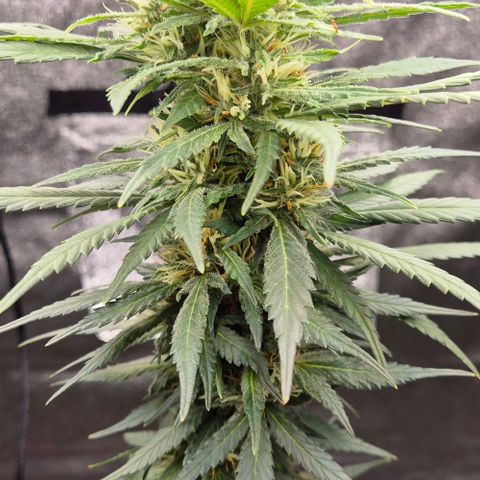  Kuhli - BCN Critical XXL growlog timeline photo
