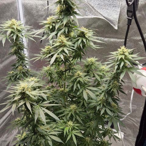  Kuhli - BCN Critical XXL growlog timeline photo
