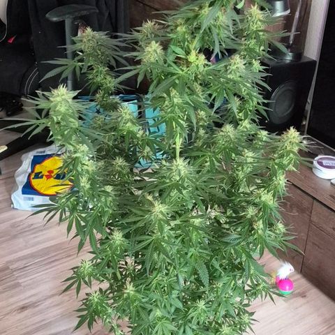  Kuhli - BCN Critical XXL growlog timeline photo