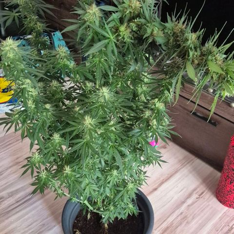 Kuhli - BCN Critical XXL growlog timeline photo