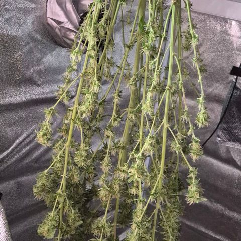  Kuhli - BCN Critical XXL growlog timeline photo