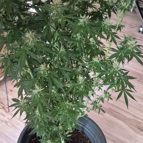  Kuhli - BCN Critical XXL growlog timeline photo