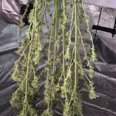  Kuhli - BCN Critical XXL growlog timeline photo