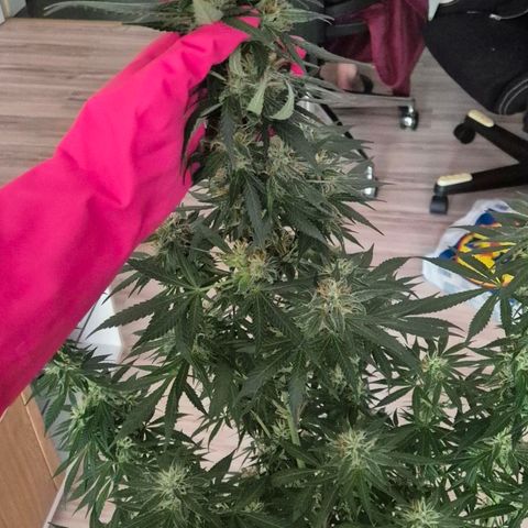  Kuhli - BCN Critical XXL growlog timeline photo