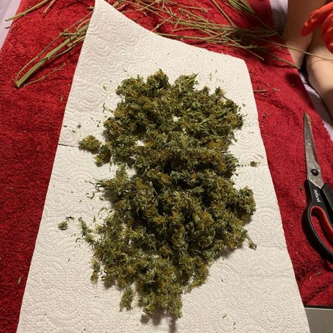  Kuhli - BCN Critical XXL growlog timeline photo