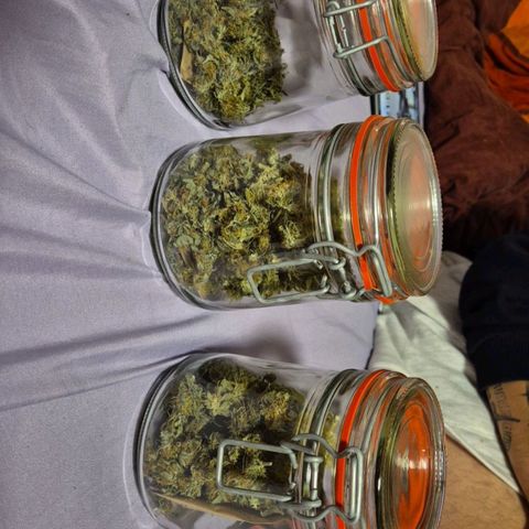  Kuhli - BCN Critical XXL growlog timeline photo