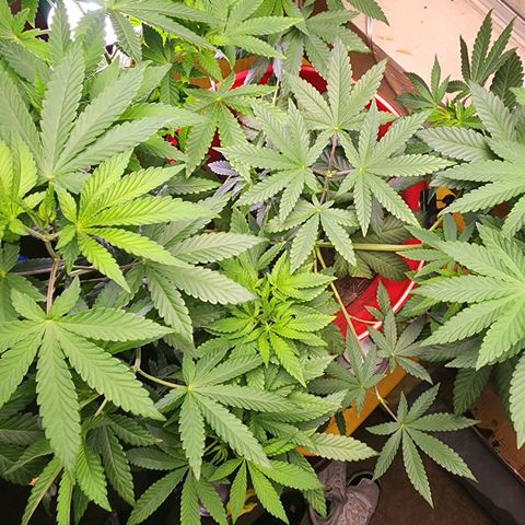 Lillyen  growlog timeline photo