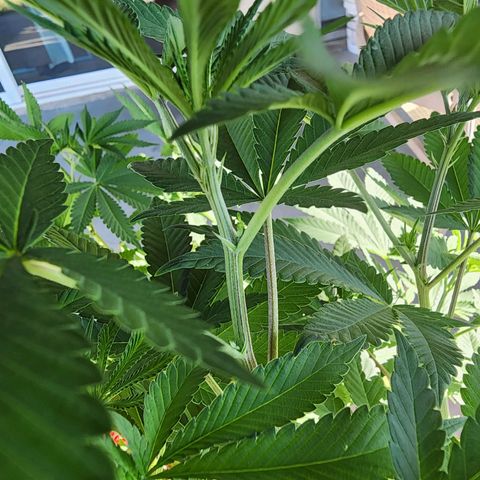 Lillyen  growlog timeline photo