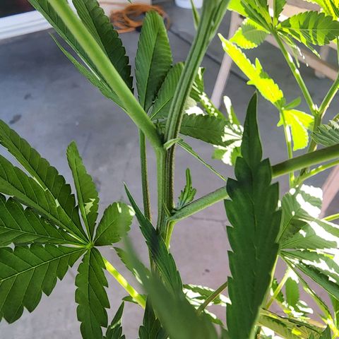 Lillyen  growlog timeline photo