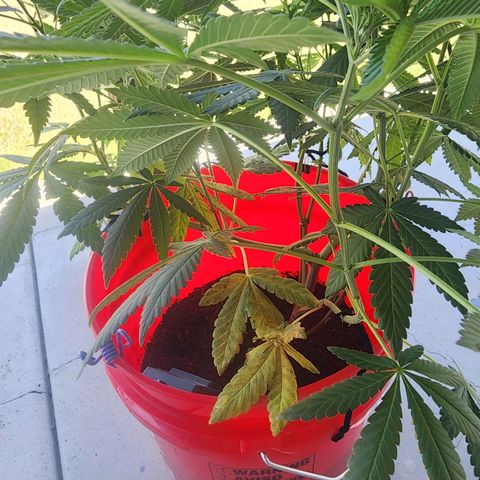 Lillyen  growlog timeline photo