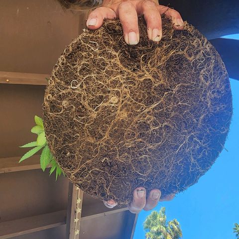 Lillyen  growlog timeline photo
