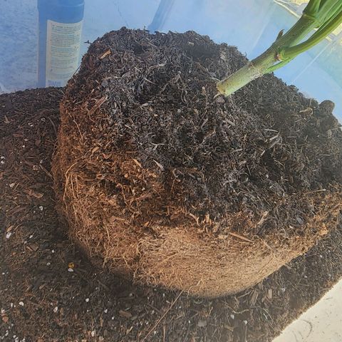 Lillyen  growlog timeline photo