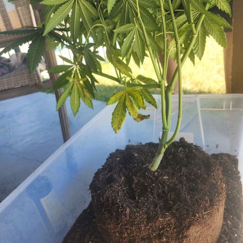 Lillyen  growlog timeline photo