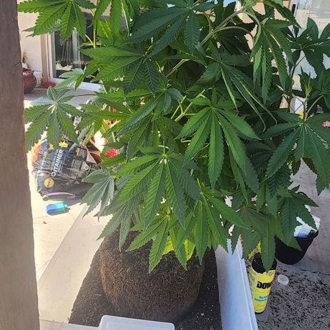 Lillyen  growlog timeline photo