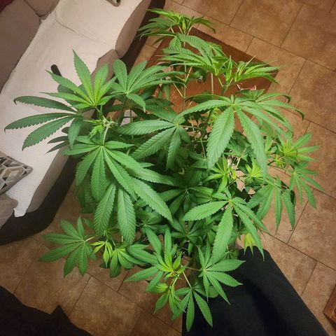 Lillyen  growlog photo: Right before entering Dark for 48