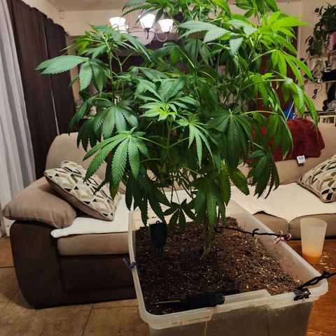Lillyen  growlog photo: Right before entering Dark for 48