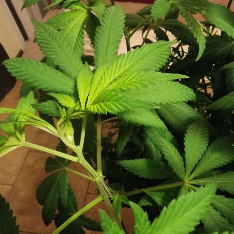 Lillyen  growlog photo: Right before entering Dark for 48