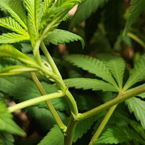 Lillyen  growlog photo: Right before entering Dark for 48