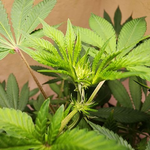 Lillyen  growlog timeline photo