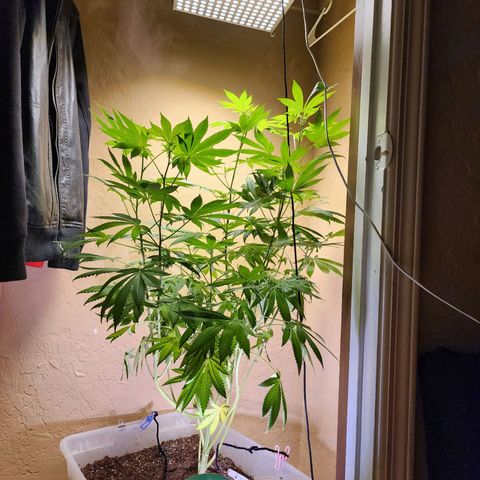 Lillyen  growlog timeline photo