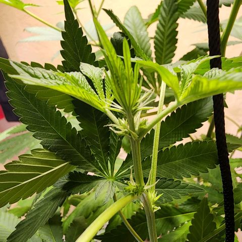 Lillyen  growlog timeline photo