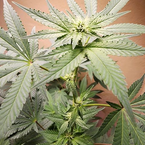 Lillyen  growlog timeline photo