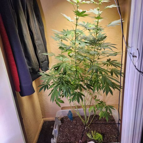 Lillyen  growlog timeline photo