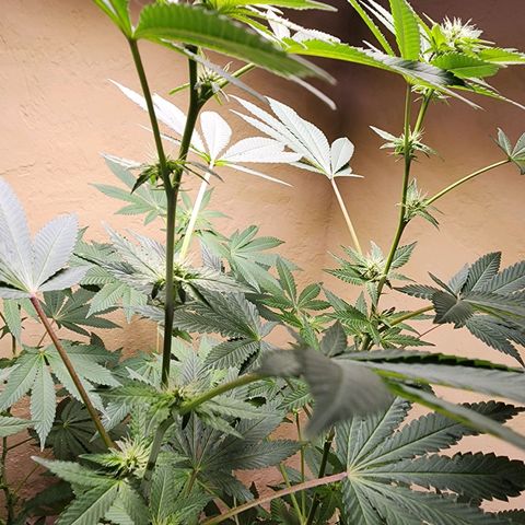Lillyen  growlog timeline photo
