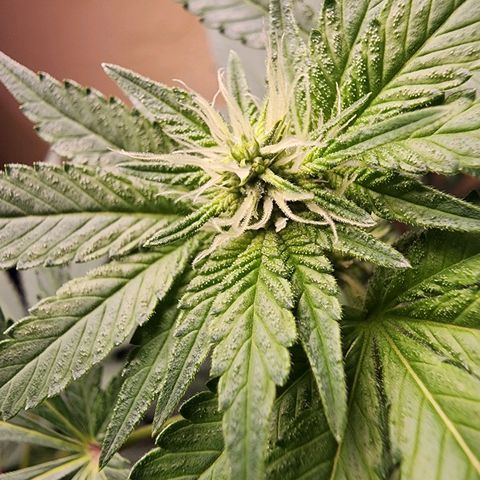 Lillyen  growlog timeline photo