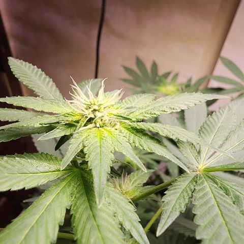 Lillyen  growlog photo: I'm so happy she came out of it.. She's budding nicely finally. Now let's see if we can continue to not fack erry thing up going frwd 😍