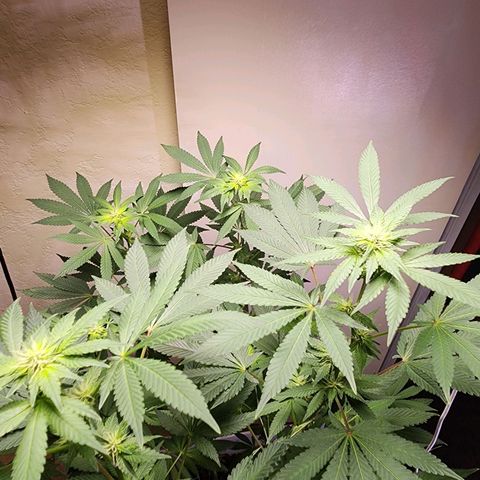 Lillyen  growlog photo: I'm so happy she came out of it.. She's budding nicely finally. Now let's see if we can continue to not fack erry thing up going frwd 😍