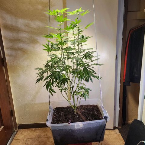 Lillyen  growlog photo: I'm so happy she came out of it.. She's budding nicely finally. Now let's see if we can continue to not fack erry thing up going frwd 😍